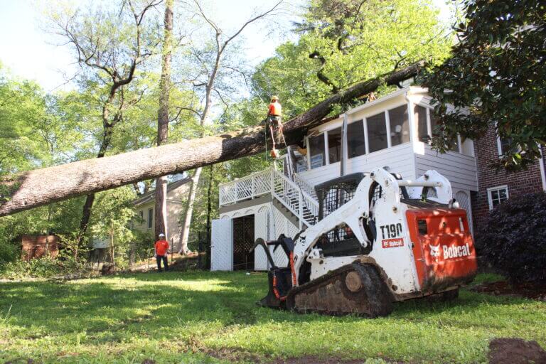 Atlanta Tree Services tree service work