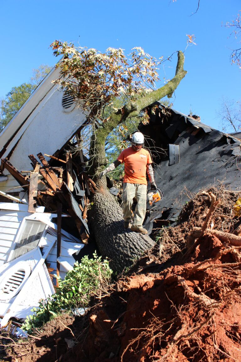 Atlanta Tree Services tree service work