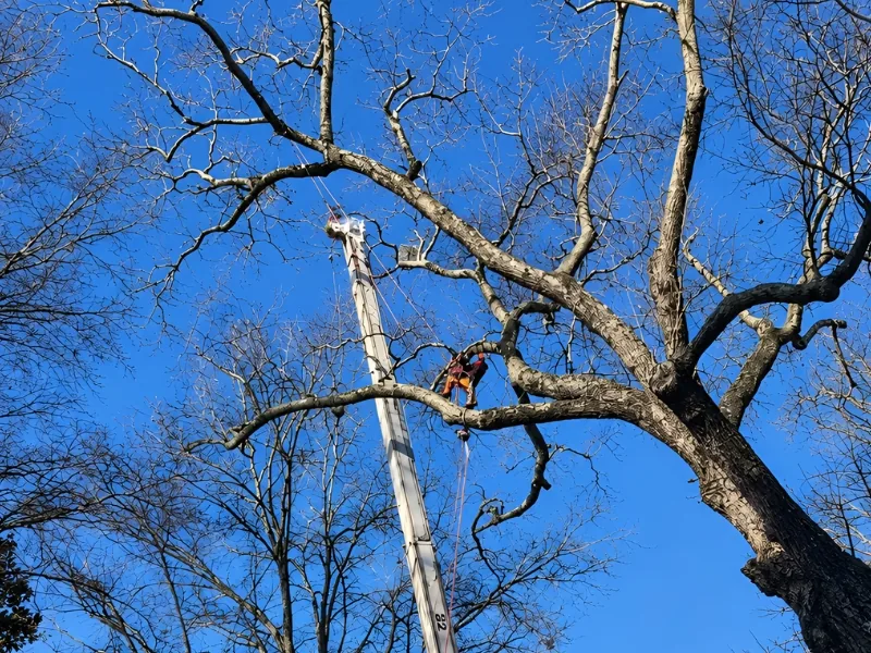 Tree Trimming
