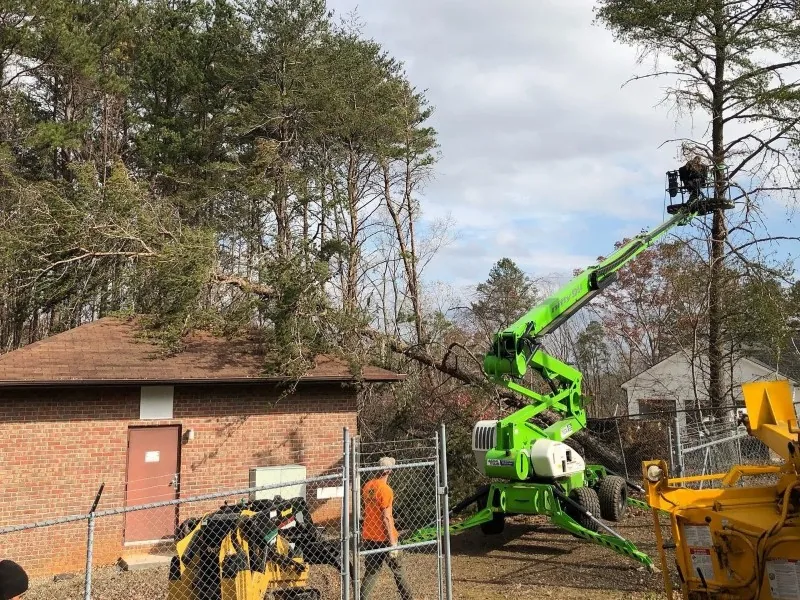 Trinity Tree service tree service work