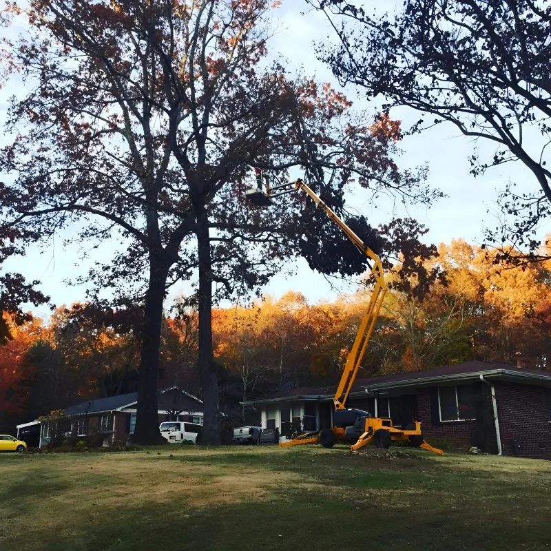 Photo of Trinity Tree service