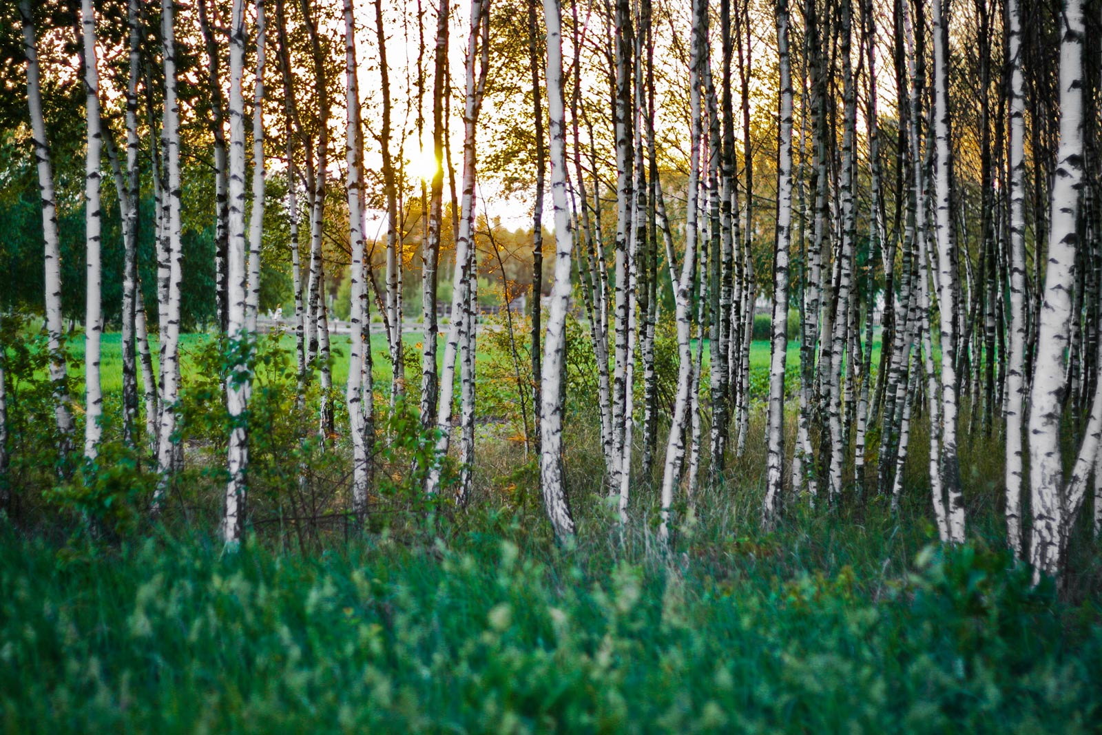 Trees forest sunset 1920w