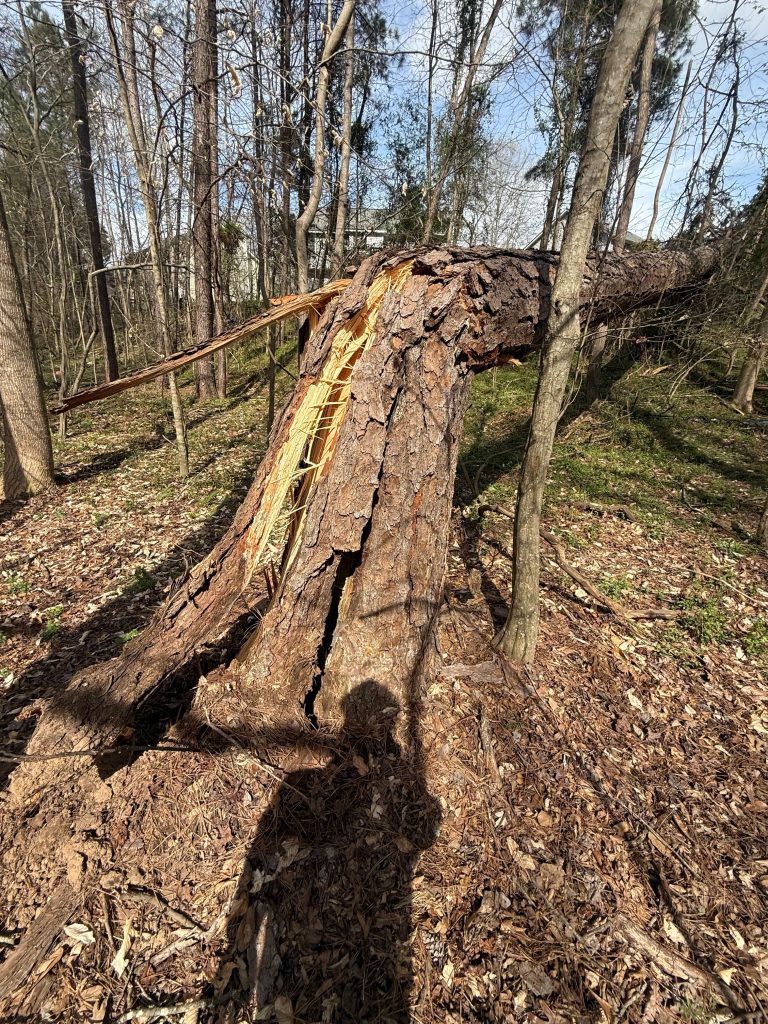 Photo of Escamilla Tree Service - Emergency Tree Removal