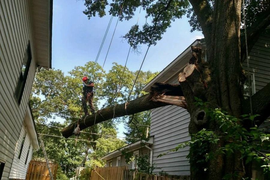 Imgi tree removal of fallen tree 1920w