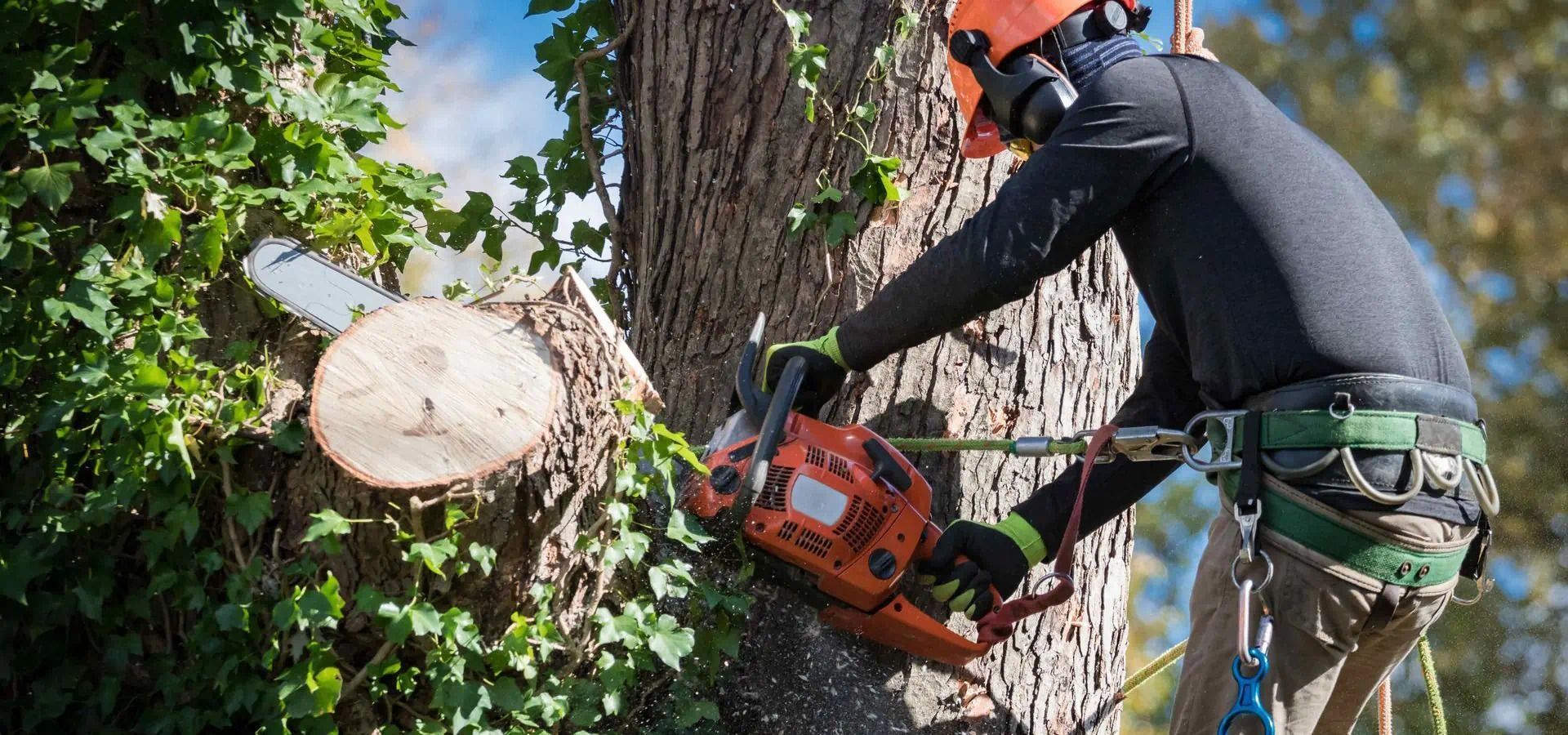 Imgi man tree removal service using chainsaw 1920w