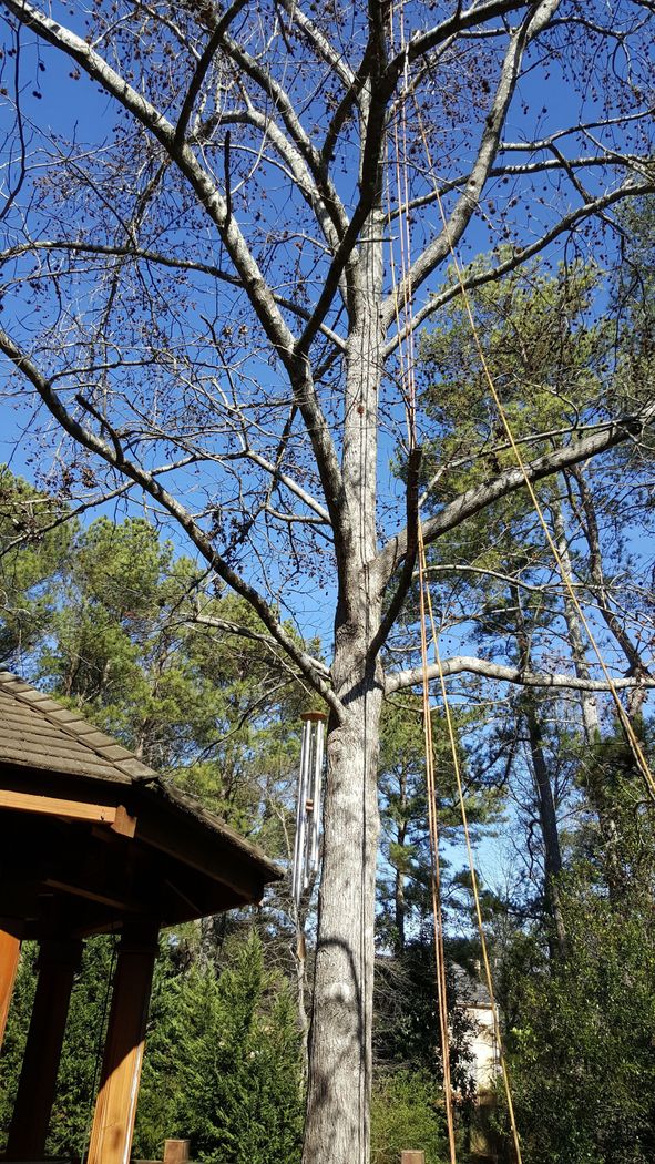 Tree service georgia buford atlanta 1047h