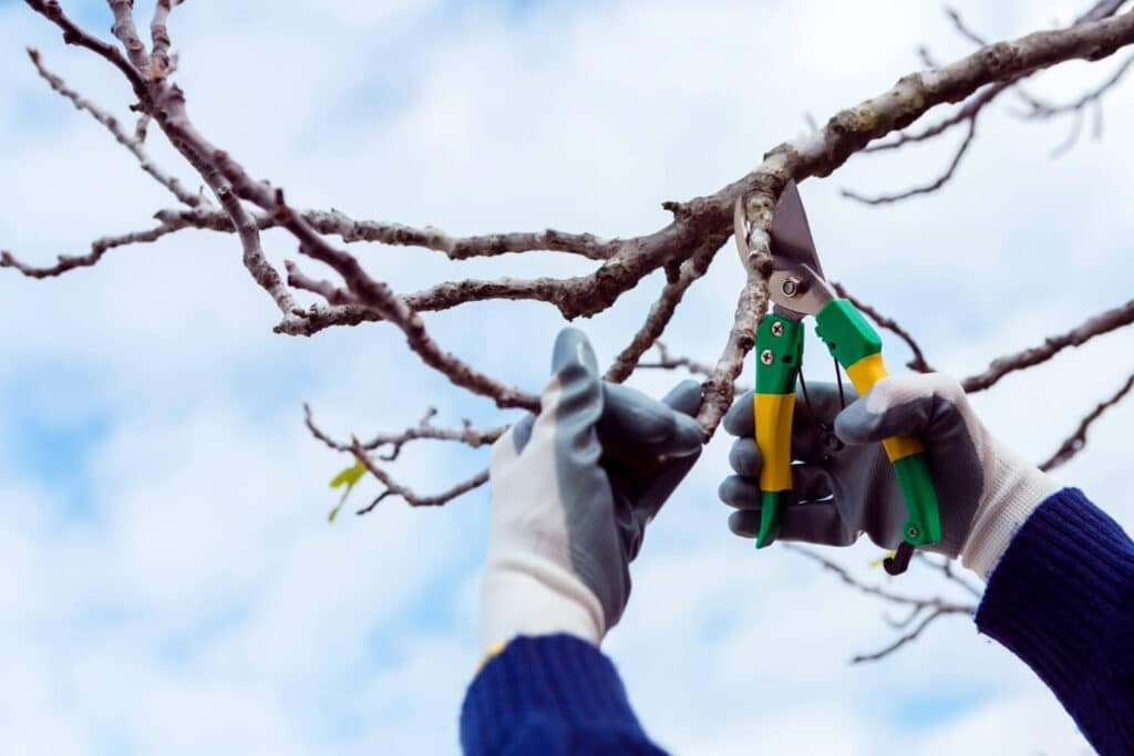 Scott's Treewurk tree service work