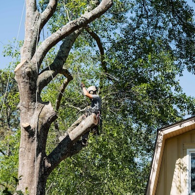 Tree%20trimming