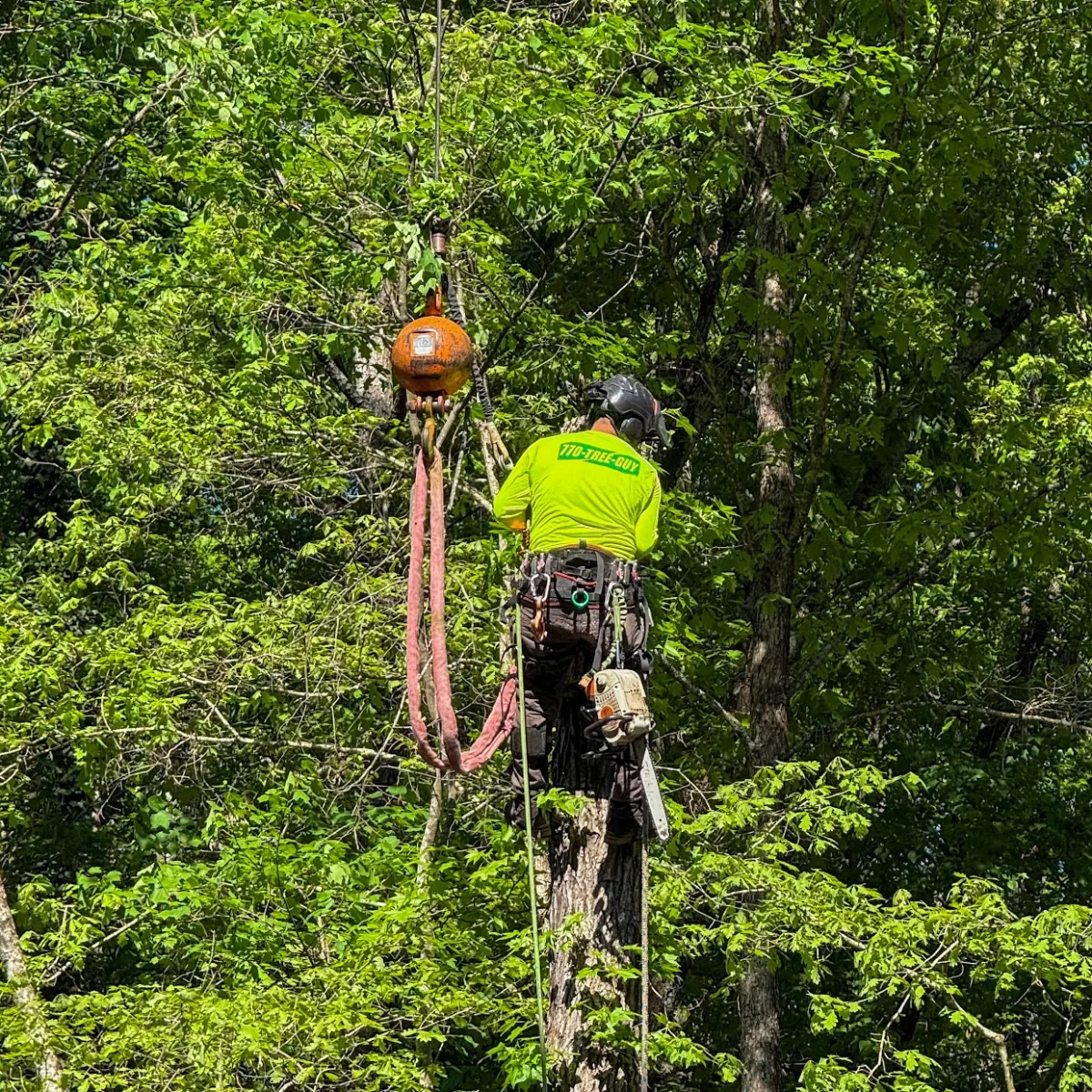 Photo of 770-TREE-GUY