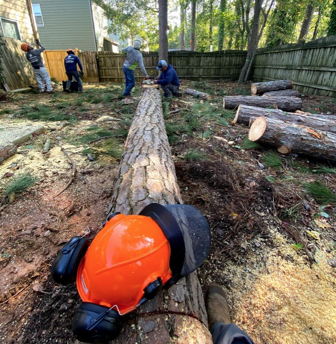 Tree removal cost in Marietta GA