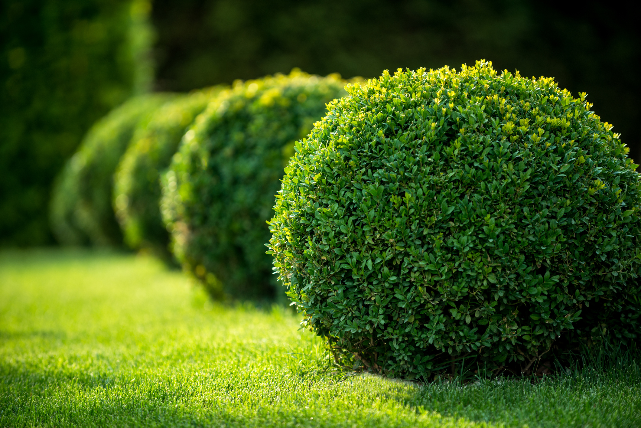 Photo of Proscapes and Tree