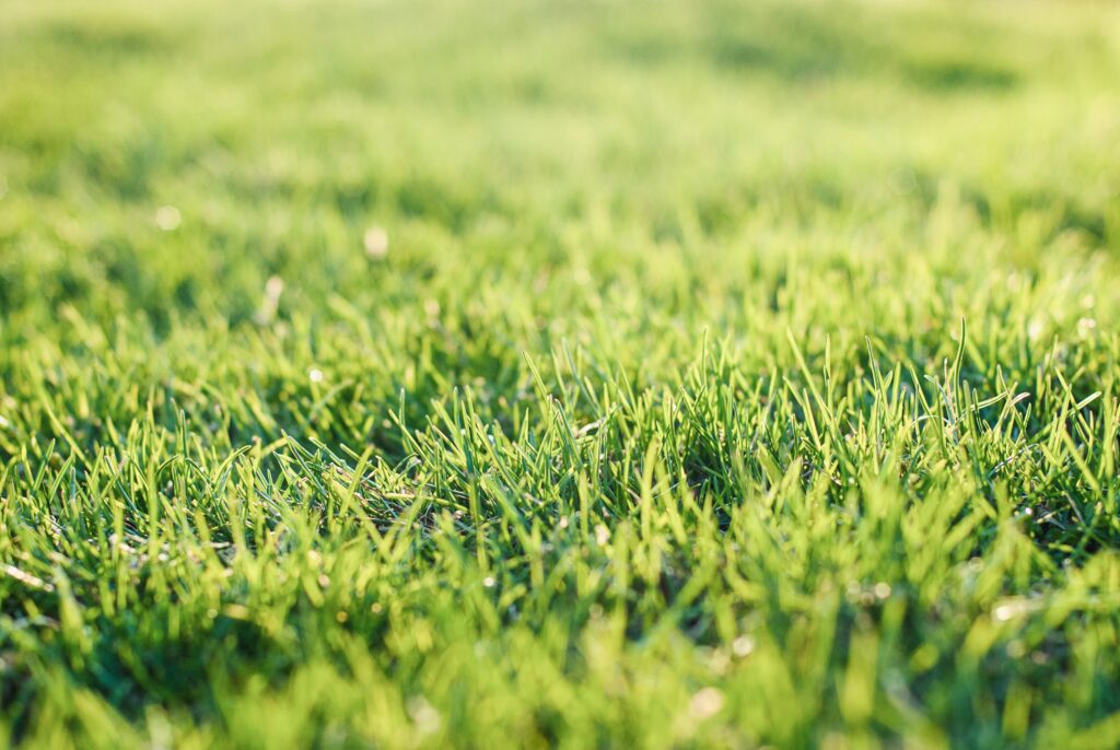 Green grass on bumpy lawn uneven lawn leveling l utc