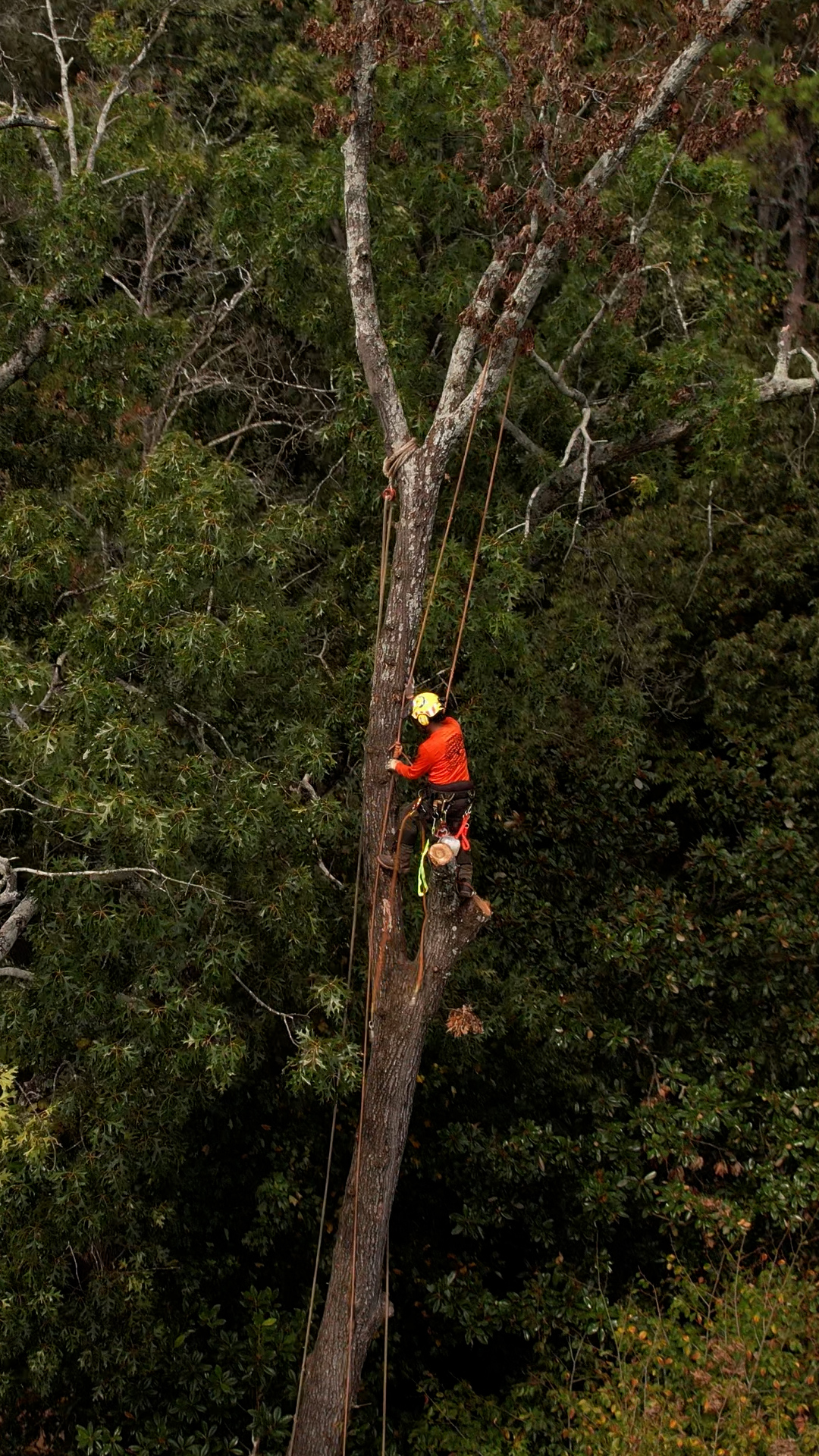 Photo of Timberstone Tree Service