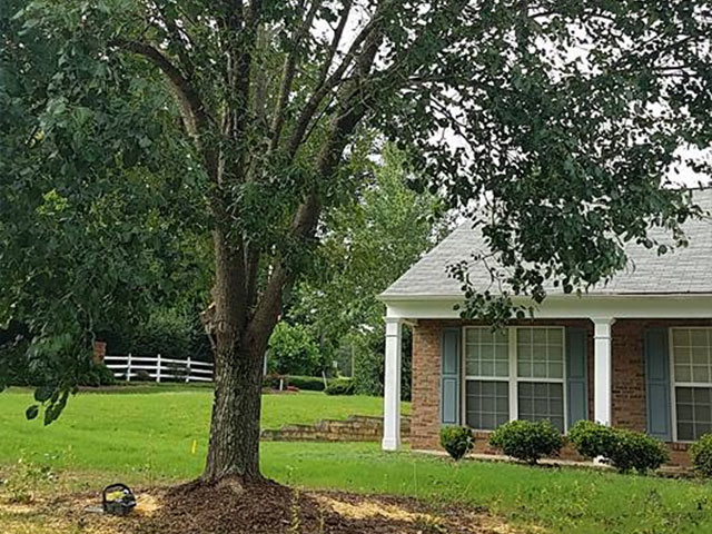 Tylers Tree Services Company in Acworth Marietta Kennesaw