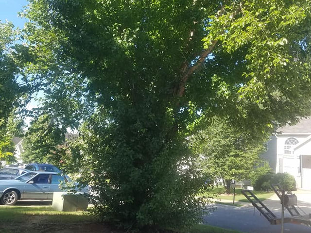 Tylers Tree Services Company in Acworth Marietta Kennesaw