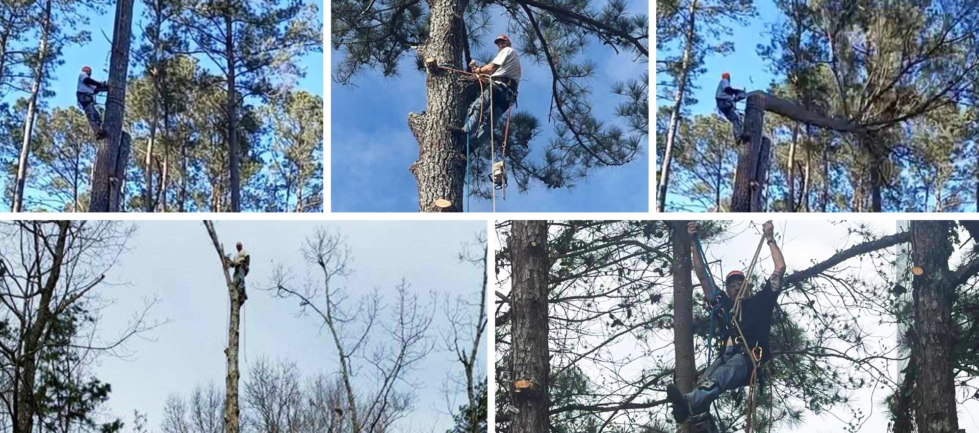 Tylers Tree Service in Acworth Marietta Kennesaw and