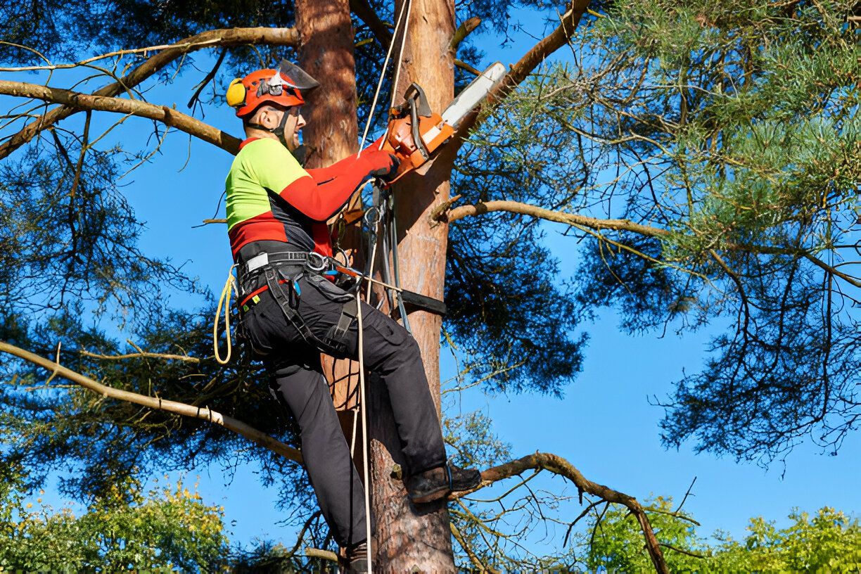 Photo of Ronito's Tree Service Llc