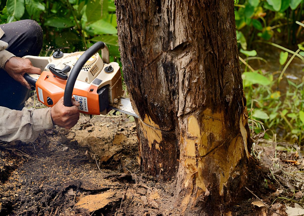 Man+with+chainsaw+cutting+the+tree 1920w