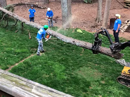 ATL Tree Work tree service work