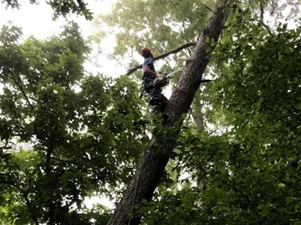 ATL Tree Work tree service work