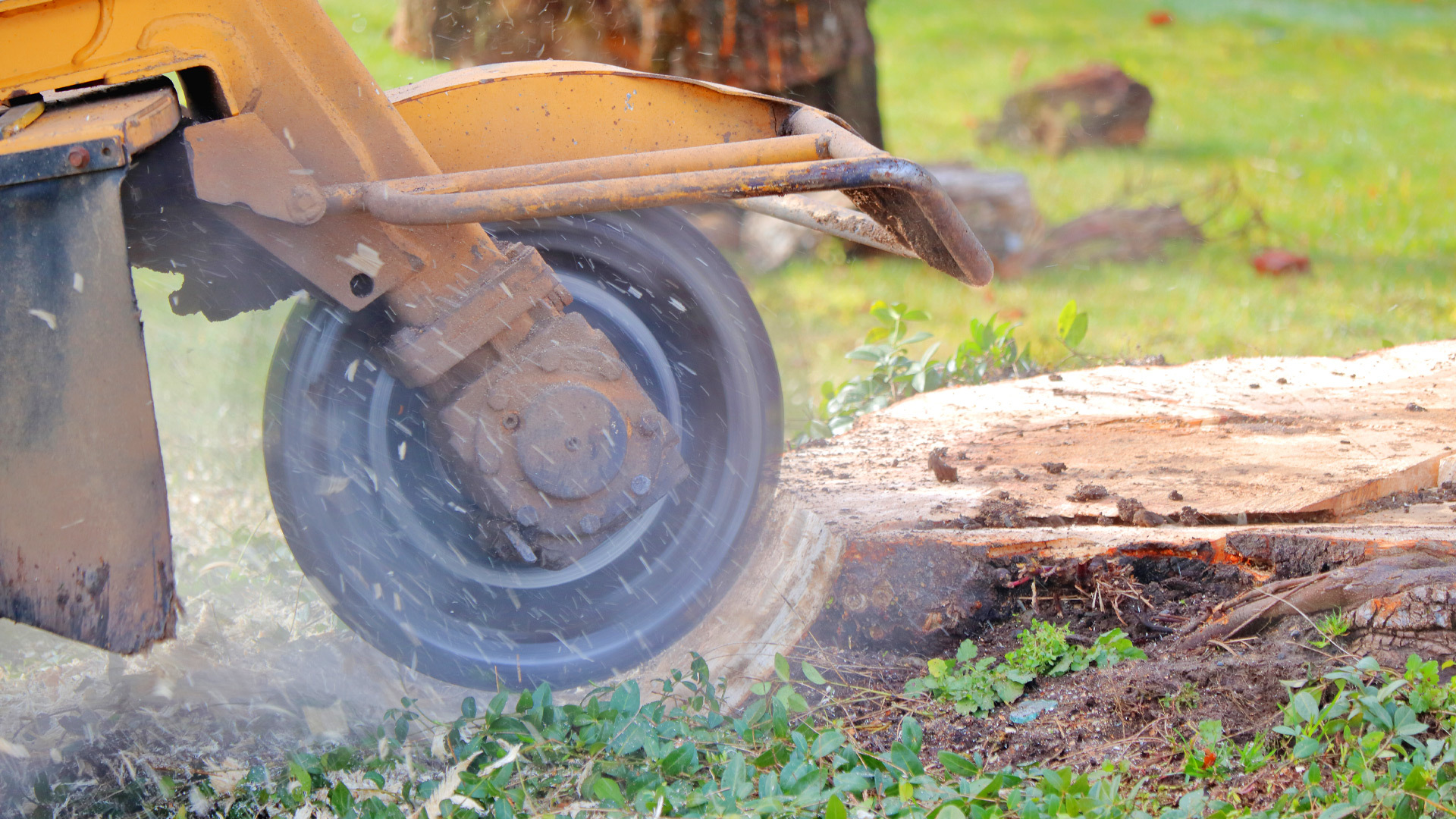 Hero tree company