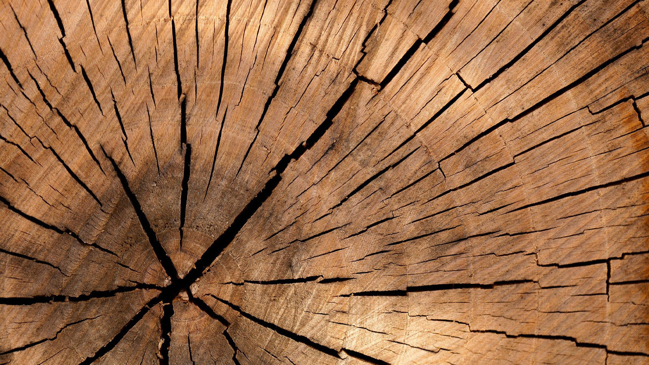 About tree company