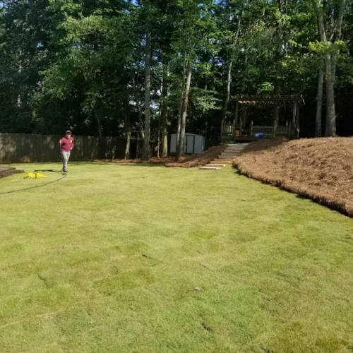 Tree removal eddy3