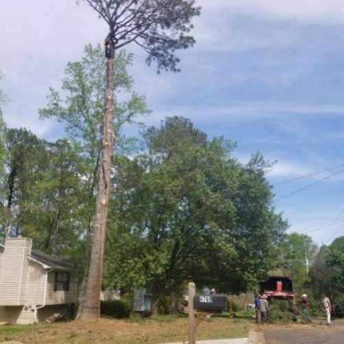 Tree removal eddy6