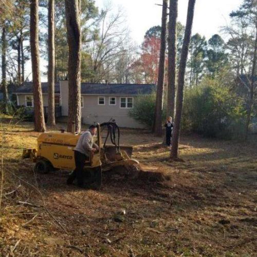 Tree removal eddy