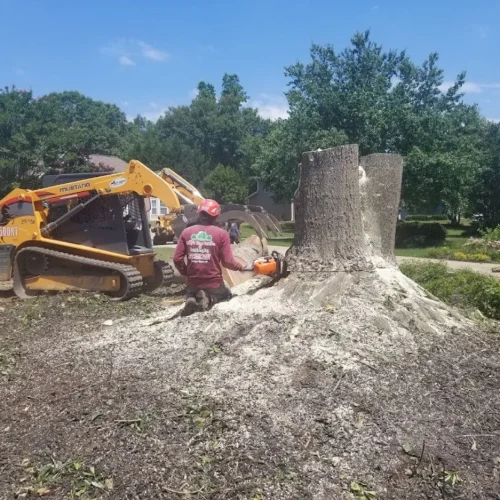 Photo of Eddys Tree Services and Landscaping