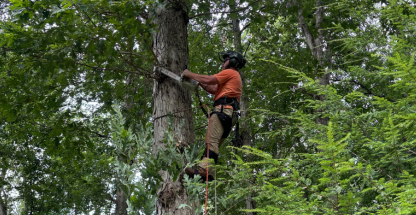 Tree trimming