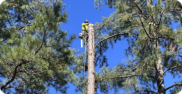 Tree removal