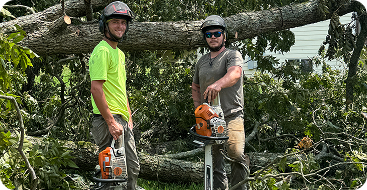 Tree service