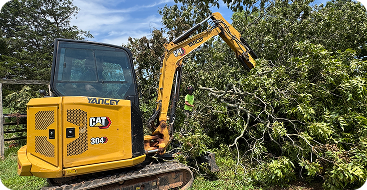 Shrub removal and trimming