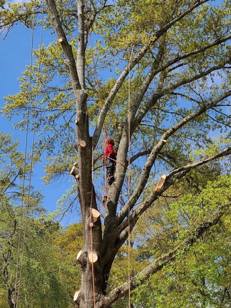 Big Red Tree Service, LLC tree service work