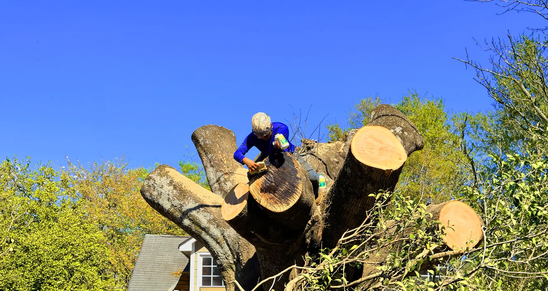 Edys Tree Service tree service work