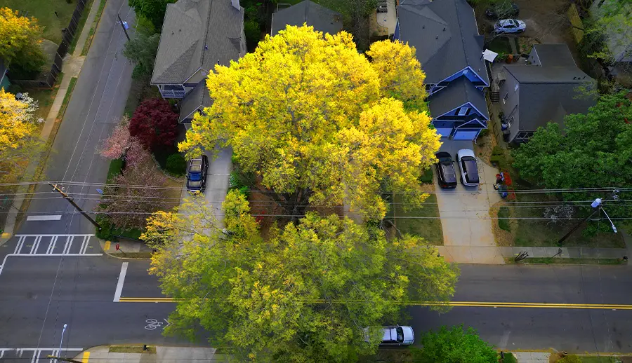 Photo of Edys Tree Service