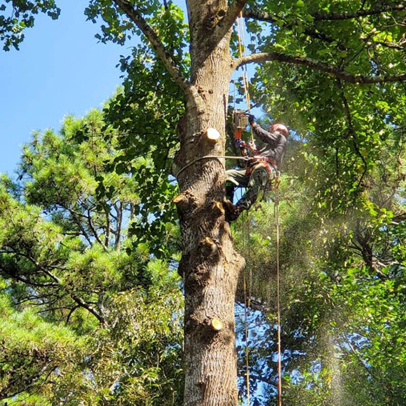 Photo of Hector Tree Service