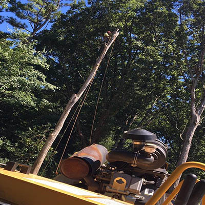 Hector Tree Service 400x400 Gallery Master Layer