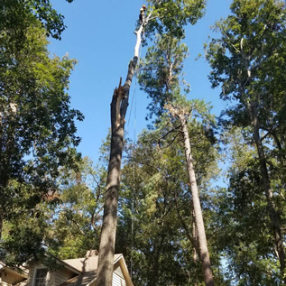 Hector Tree Service 800x800 Gallery Master Layer