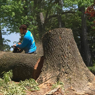 Hector Tree Service 800x800 Gallery Master Layer