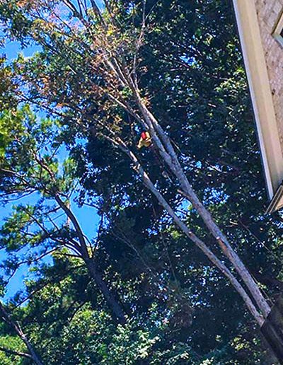 Hector Tree Service 400x675 Gallery Master Layer