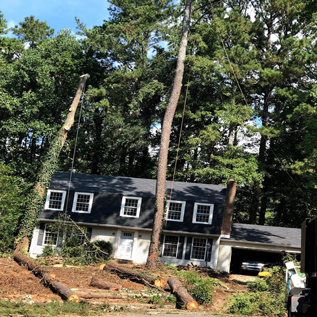 Hector Tree Service 800x800 Gallery Master Layer