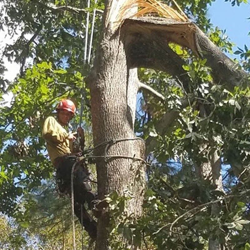 Hector Tree Service 800x800 Gallery Master Layer