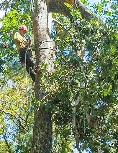 Hector Tree Service 400x675 Gallery Master Layer
