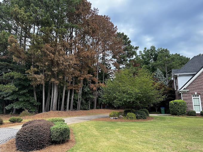 Spiders Tree Care Service of Athens tree service work