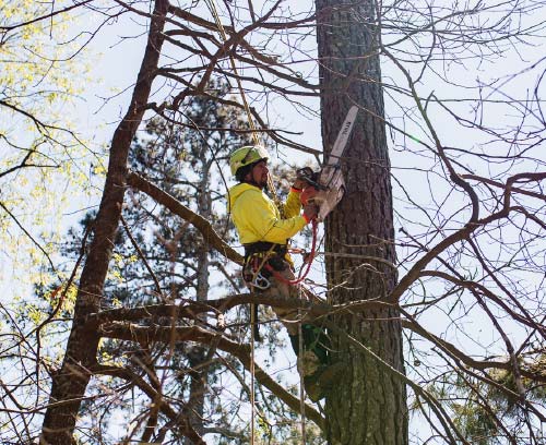Photo of Excel Tree Care