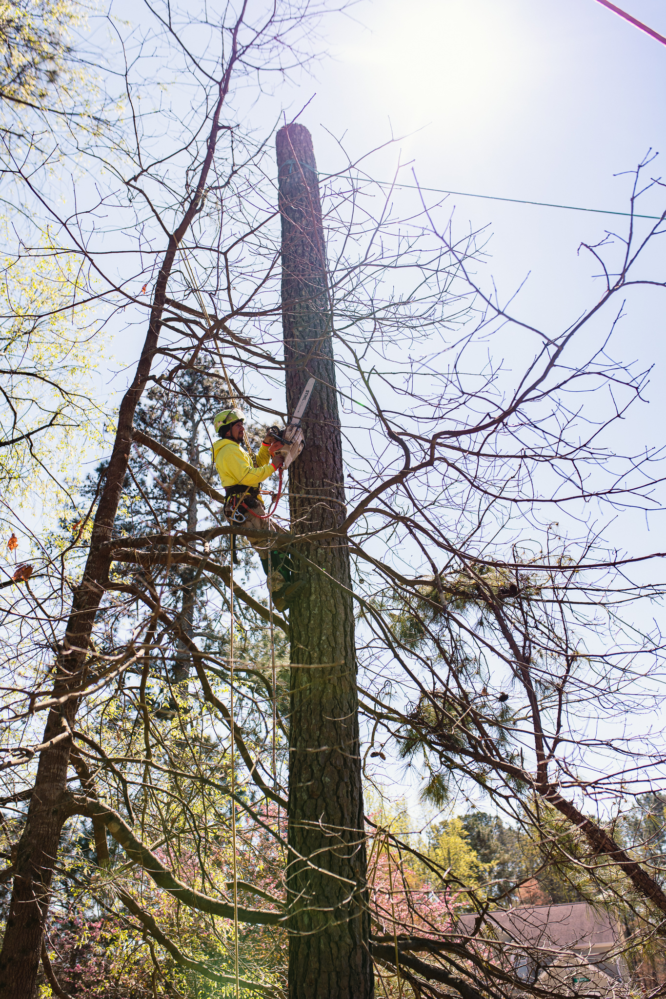 Excel Tree Care tree service work