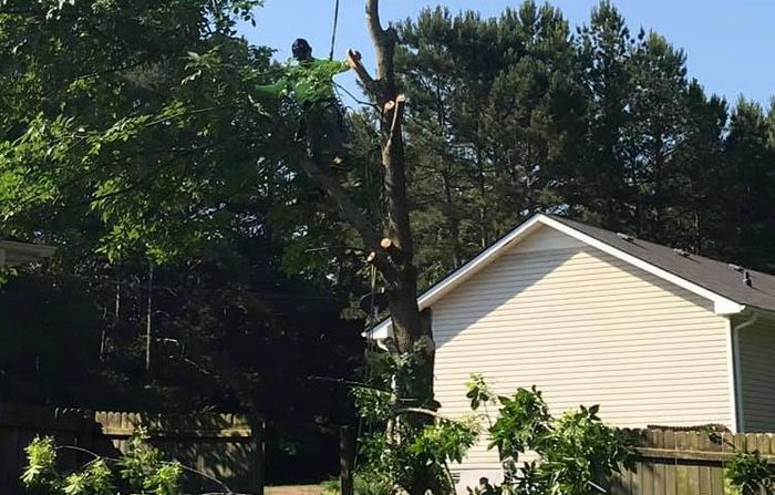 Local+tree+removal+specialists 698w