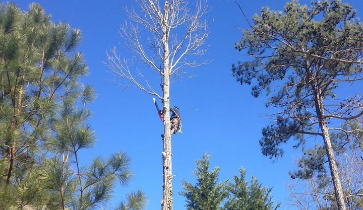 Cross Cut Tree Service and Land Clearing hero tree removal 1920w 720w